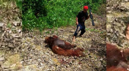 Orangutan Dibunuh dan Dibagikan Dagingnya untuk Dimasak di Areal Perusahaan