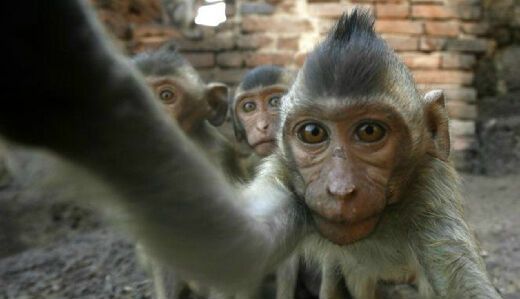 Selfie Monyet Indonesia Ramaikan Pengadilan San Francisco