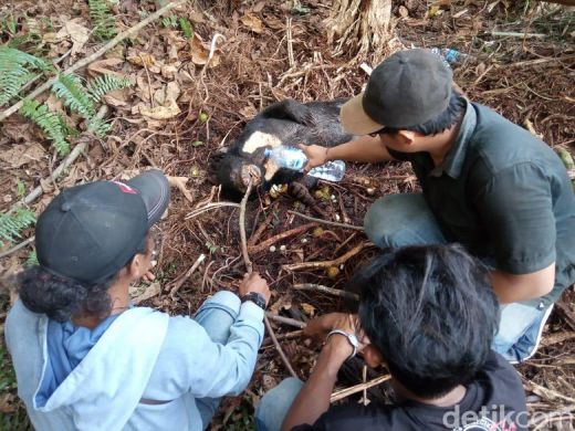 Miris... Beruang Madu Mati Kena Jerat di Hutan Senepis Dumai - Riau