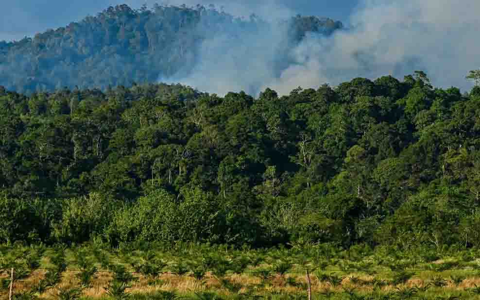 Tekan Angka Deforestasi, Aceh Kantongi Dana Iklim Global Rp27 Miliar