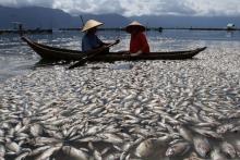 Ikan Mati di Danau Maninjau Bertambah Sampai Ratusan Ton, Fenomena Apakaah Ini?