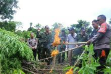 BNN Kembali Musnahkan 8 Hektare Lebih Ladang Ganja di Aceh
