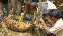 Harimau Sumatera Terjebak Jerat di Pasaman, Ini Penjelasan BKSDA Sumbar