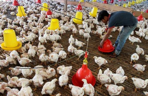 Rugi hingga Rp5,4 Triliun, Pemerintah Harusnya Lindungi Peternak Ayam Mandiri