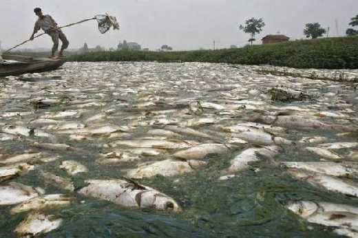 Ikan Mati Misterius, Petambak di Danau Maninjau Merugi Capai Rp39,3 Miliar