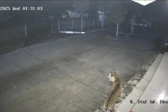 Harimau Muda Hebohkan Kantor BRIN Sumbar, Ternyata Sedang Cari Induknya di Hutan Palupuh