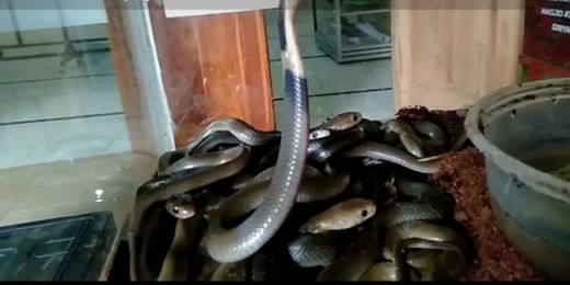 31 Anak Ular Kobra Ditemukan Dalam Masjid di Sukoharjo