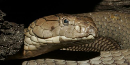 50 Ekor Ular Peneror Warga Depok Berhasil Ditangkap, Salah Satunya King Kobra