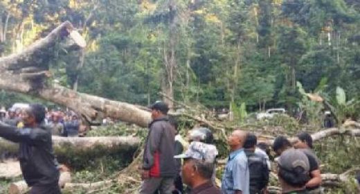 Gara-gara Pohon Tumbang, Enam Orang Luka, Lalin Banyuwangi - Surabaya Macet Total