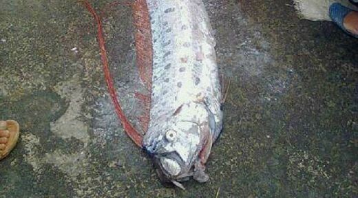 Heboh, Ikan Pertanda Datangnya Gempa Bumi Sepanjang 3,5 Meter Dijual di TPI di Majene, Ini Penampakannya