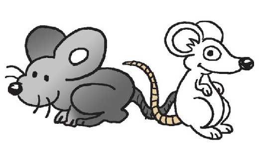 Daripada Hamburkan Uang Buat Spanduk, Djarot Pilih Bayar Penangkap Tikus, Harganya Rp20 Ribu per Ekor