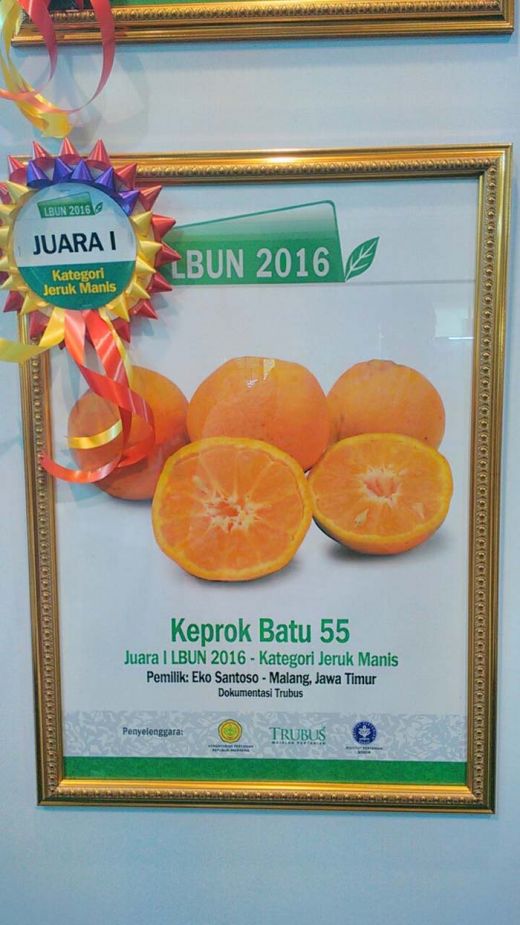 Di Ajang Fruit Indonesia 2016, Jeruk Manis Keprok Juara Pertama Lomba Buah Unggul Nusantara