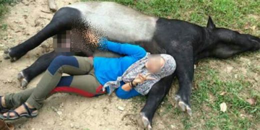Unggah Foto Saat Jinakkan Tapir Jantan Sambil Berbaring, Gadis PNS Ini Dikecam Netizen