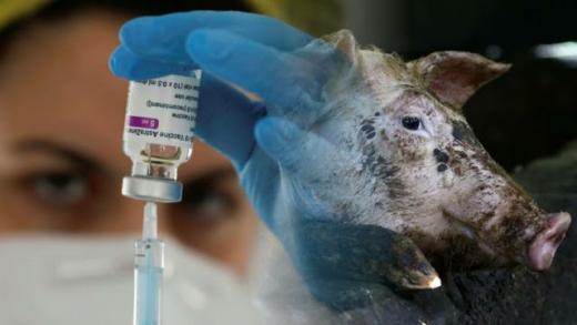 Vaksin AstraZeneca Mengandung Babi dan Haram, Kenapa Boleh Dipakai? Ini Kata MUI
