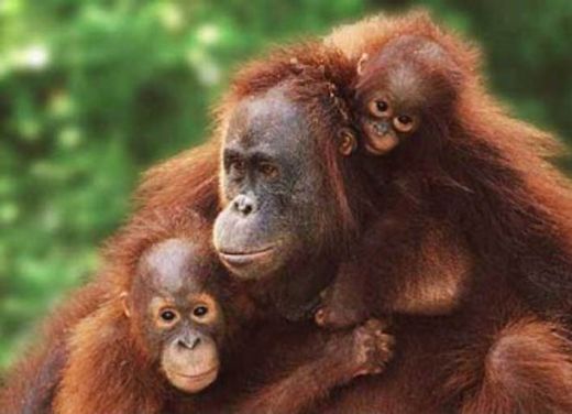 75 Persen Orangutan di Kalimantan Timur Berada di Luar Kawasan Konservasi, Pengelolaan Habitat Harus Menjadi Prioritas