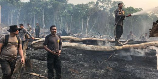 Satgas Karhutla Tangkap 3 Tersangka Kebakaran Hutan di Kawasan Tesso Nilo, Riau