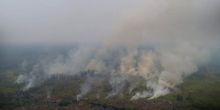 Pura-pura Panik Lihat Kobaran Api, 8 Orang Pembakar Lahan di Berau, Kaltim Ditangkap