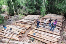 Jejak Pembalakan Liar Terkuak di Ketapang, 1.500 Batang Kayu Ilegal Ditemukan
