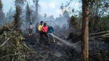 Lahan Percontohan BRG di Kepulauan Meranti Tak Tersentuh Api