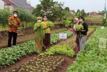 Jadikan 30 Ribu Wanita sebagai Polinator Produksi Benih Sayur, Ewindo Cetak Kartini di Sekor Pertanian