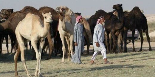 Pasca Putus Hubungan Diplomatik, Arab Saudi Usir Onta dan Domba Milik Warga Qatar