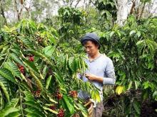 Masuk Lima Besar Produsen Kopi Dunia, Nasib Petani Indonesia Kok Belum Serjahtera?
