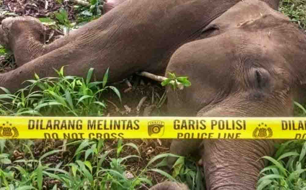 Ekspansi Sawit Ancam Keselamatan Warga Serta Populasi Gajah Sumatera di Pintu Rime Gayo