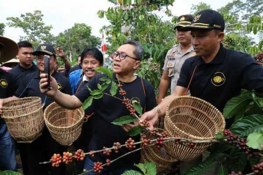 Akhir Pekan, Zulkifli Hasan Panen Raya Bareng Petani Kopi Lampung Barat