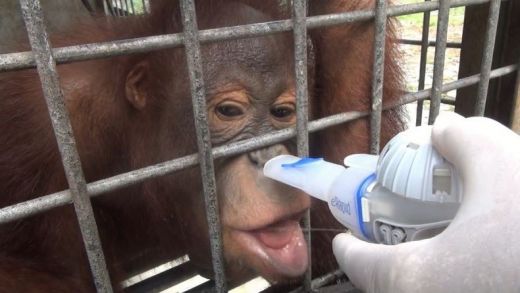 Tak Cuma Manusia, 37 Orangutan Juga Terserang ISPA Akibat Kabut Asap