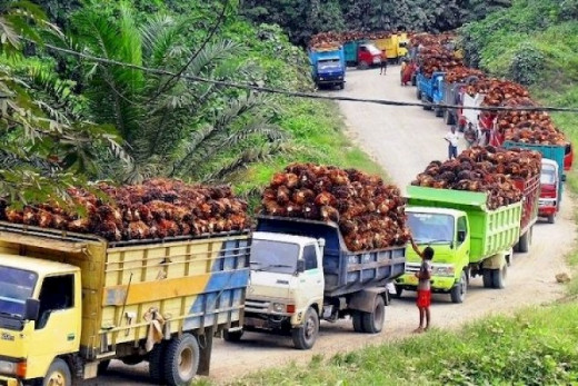 DPR Dukung Langkah Zulhas Patok Harga TBS Jadi Rp 2.000/kg
