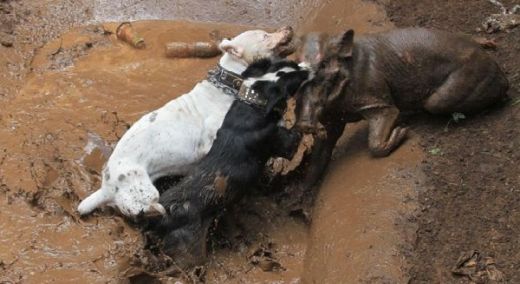 Gubernur Jabar Diminta Turun Tangan Hentikan Tradisi Brutal Adu Bagong atau Adu Babi