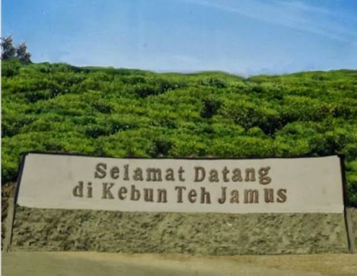 Menpar Tinjau Kebun Teh Penyangga KSPN Borobudur