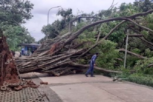 Pohon Tumbang di Monas Tak Sebabkan Korban Jiwa, Satu Tiang Lampu PJ Bengkok