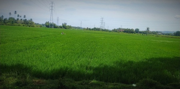 Manimbang Kahariady Dorong Revolusi Pertanian Lewat Kolaborasi Blockchain dan AI