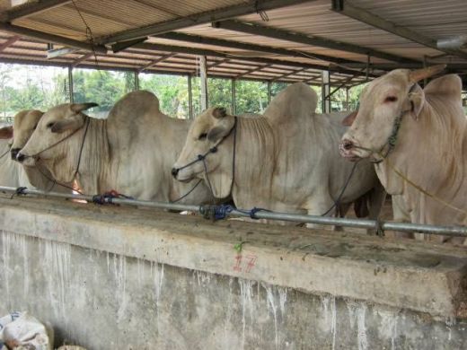 Lampung lembu