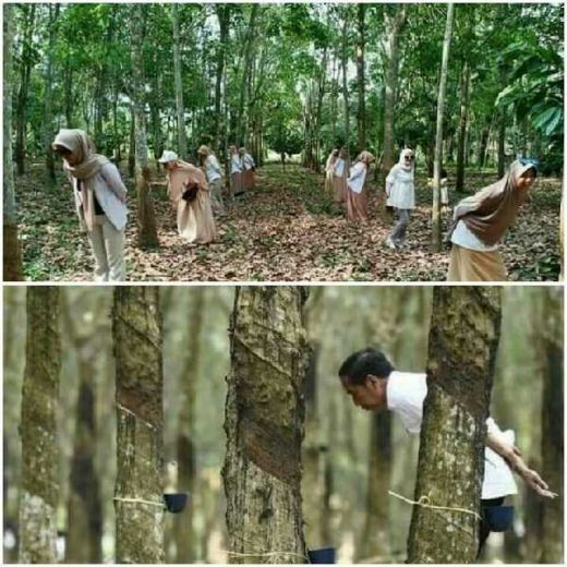 Sindir Jokowi Foto di Kebun Karet, Emak-emak dari Pelalawan Riau Viral di Medsos