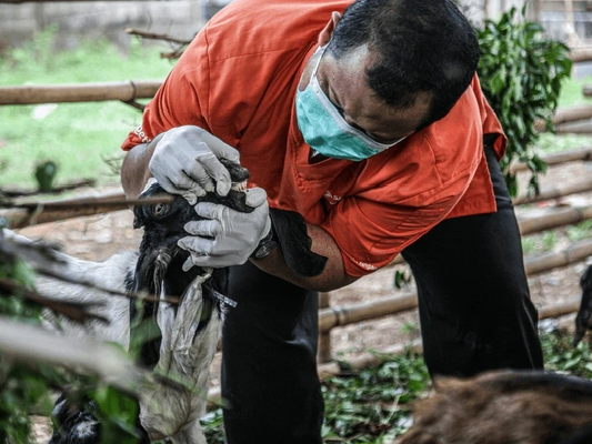 Jelang Iduladha, Pemkot Jaktim Kerahkan 177 Petugas Kesehatan Hewan Kurban