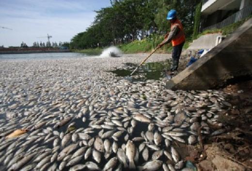 Ribuan Ikan Keramba Mati di Waduk Cirata, PLN Diminta Segera Ambil Tindakan