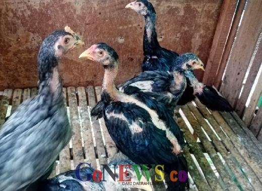 Ribuan KPM Terima Bansos Ayam Hidup, Keberdayaan jadi Alasan Kolektif