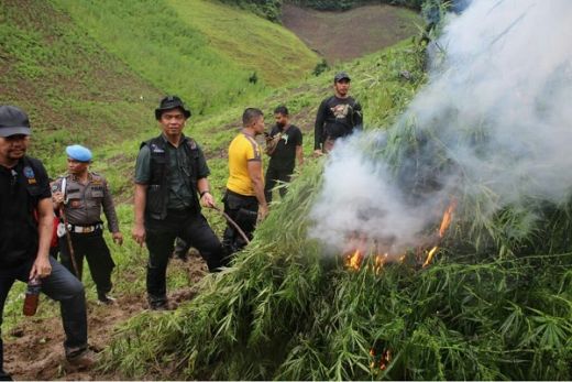 Tanaman Ganja yang Ditemukan Satgasus Polri di Aceh, Akhirnya di Bakar