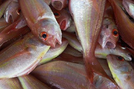 Ikan Indonesia Dikembalikan dari China karena Terpapar Covid-19, Ini Kata PKS