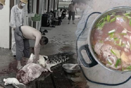 Buaya Dijadikan Sop oleh TKA China, BKSDA: Pelaku Terancam 5 Tahun Penjara