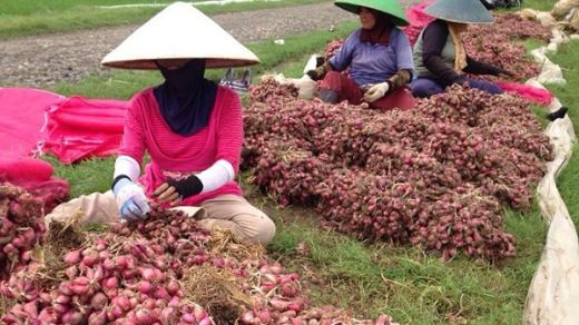 Ekspor Bawang Merah Jadi Solusi Atasi Kenaikan Harga, DPD: Mentan Harusnya Motivasi Petani
