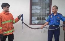 Ngeri! King Cobra Sepanjang 2 Meter Masuk Asrama Polisi di Pasaman