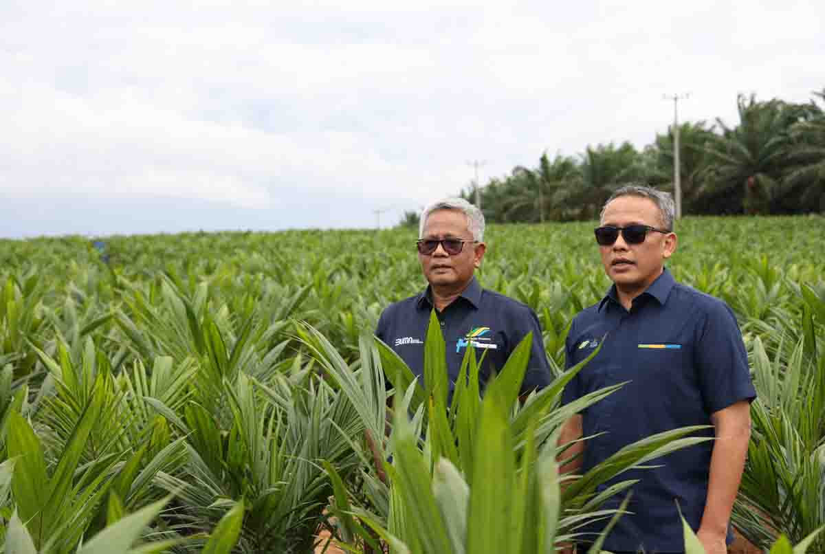 PTPN Dorong Program PSR dengan Tumpang Sari Padi Gogo untuk Swasembada Pangan