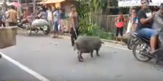 Video: Bikin Heboh, Babi Liar Ini Naiki Motor yang Sedang Parkir dan Pencet Klakson