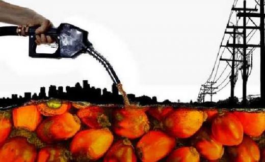 Soal Subsidi 11 Industri Biodiesel, IDM: Piye Iki Pak Jokowi, Pemerintah Kok Bisa Dibohongi Perusahaan Sawit?