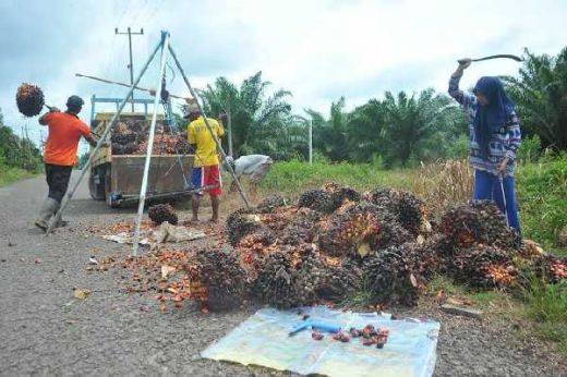 Direktur Sawit Watch, Ingatkan Pemerintah Agar Perhatikan Nasib Buruh Kelapa Sawit di Riau, Sumut dan Kalimantan