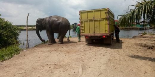 12 Gajah Ngamuk Rusak Rumah dan Kebun Milik Warga di Aceh