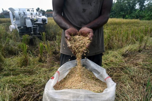 Harga Gabah Petani Dijual Murah, DPR Pertanyakan Kinerja Bapenas